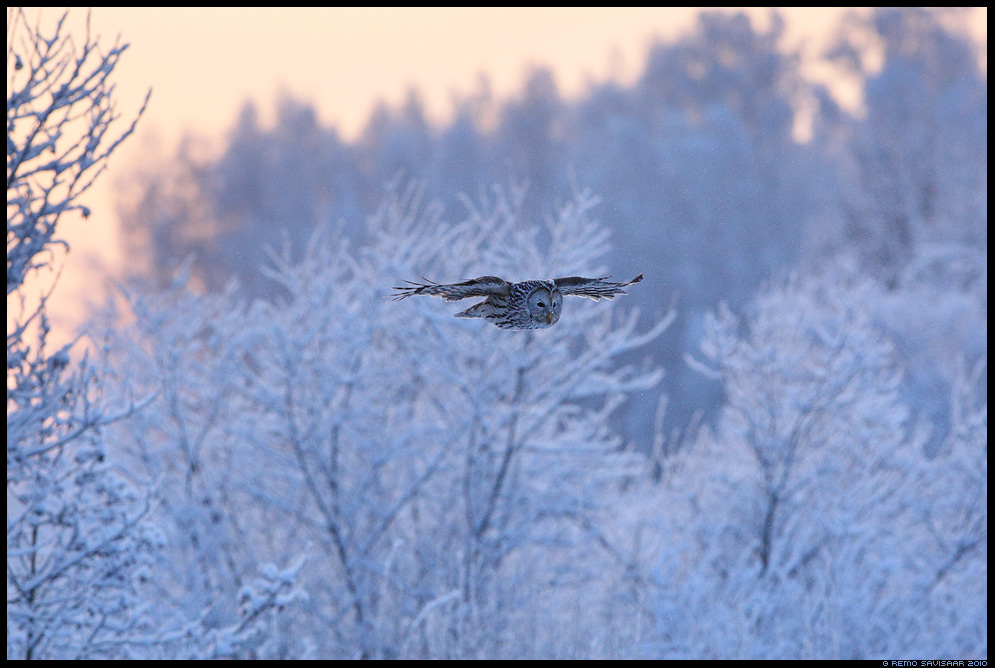 Ural owl