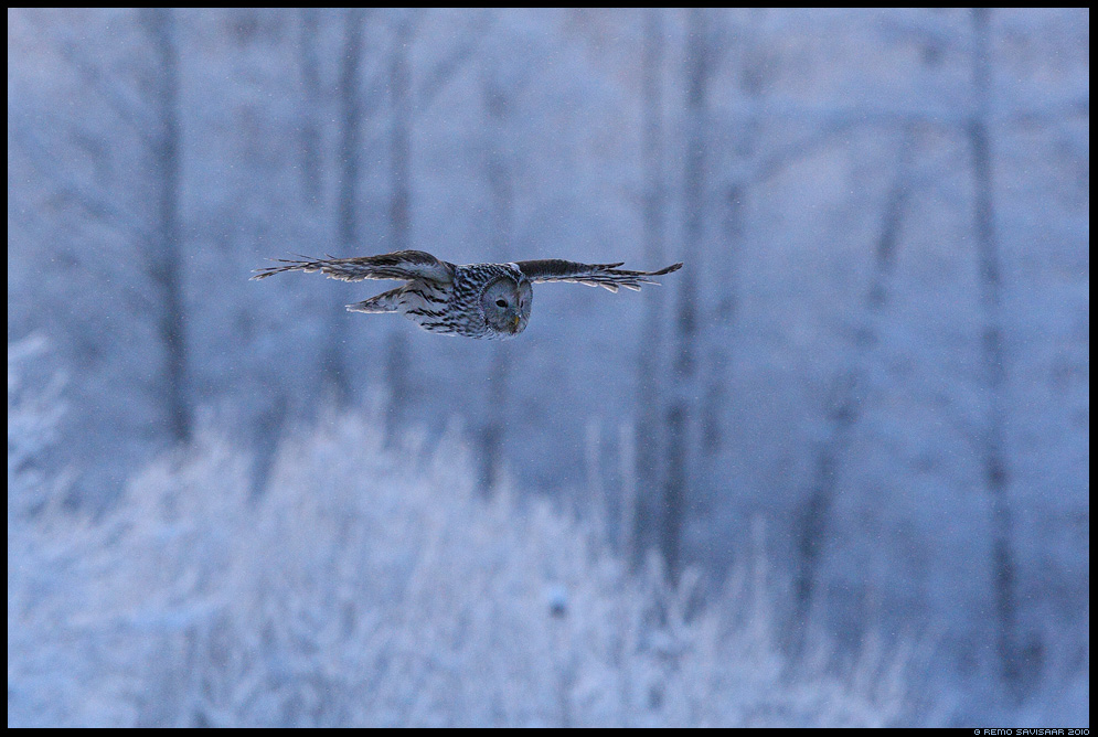 Длиннохвостая неясыть