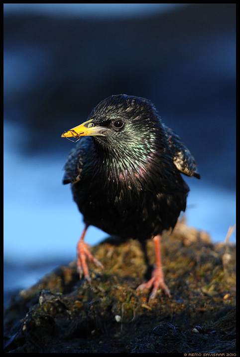 Обыкновенный скворец