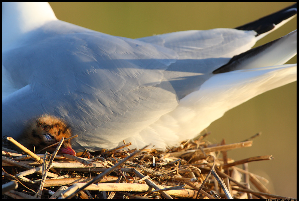Black-headed gull