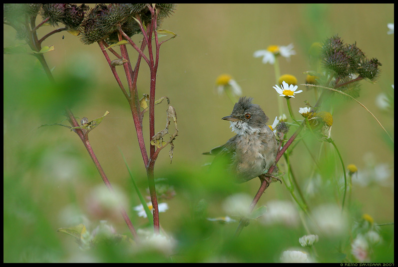 Pruunselg-põõsalind