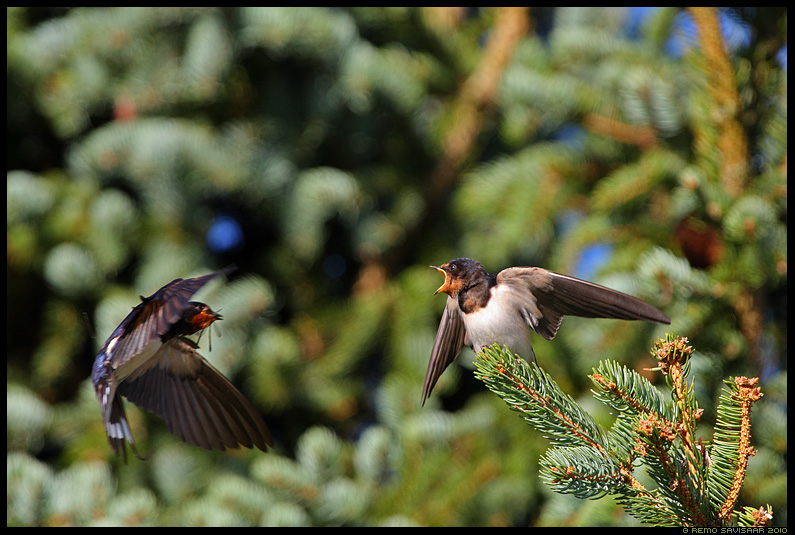 Деревенская ласточка