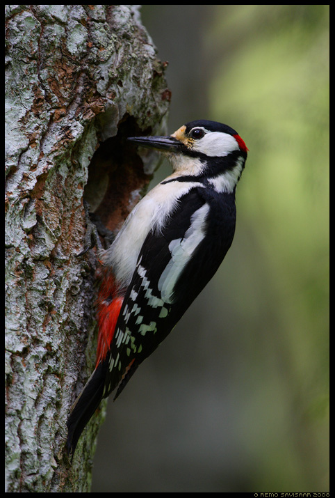 Большой пёстрый дятел