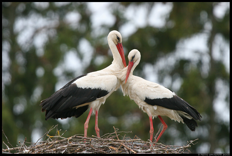 White stork